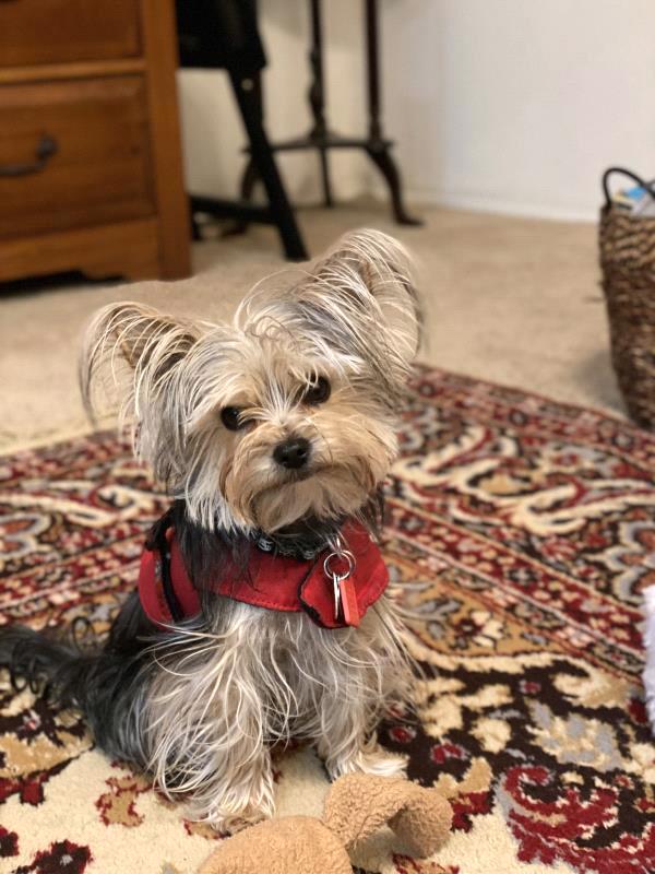 /Images/uploads/Albuquerque Publishing Company/abqjournalpetcontest_finalround2023/entries/25599thumb.jpg